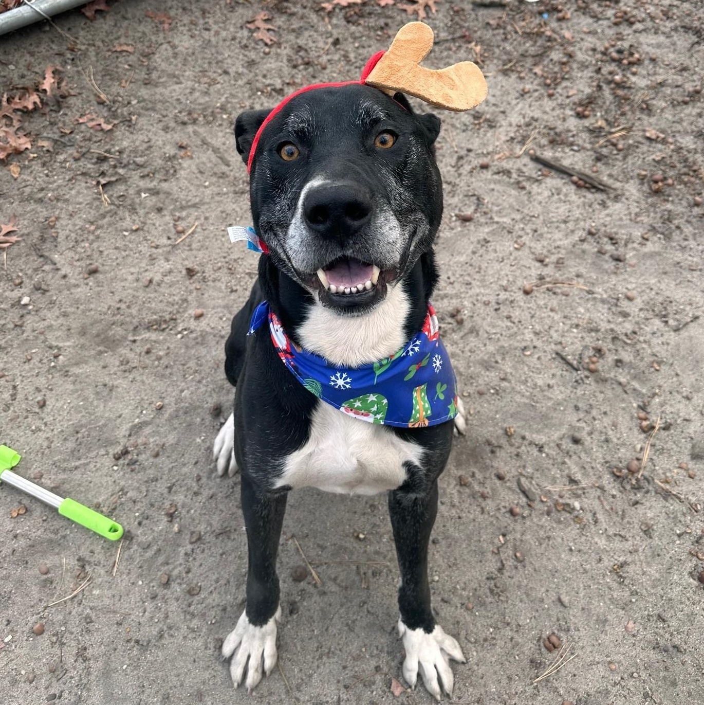 Dobby, a Adoptable Mixed Breed in Brookhaven, NY image 4/5