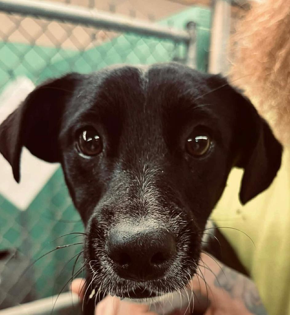 Rose, Adoptable, Adult Female Dachshund.