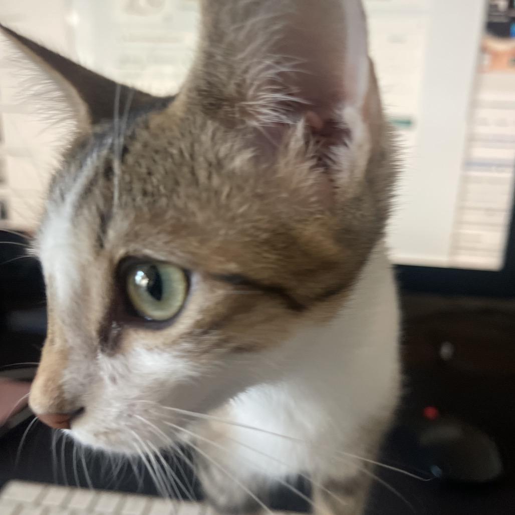 Enlarge Lux Ulta, a Adoptable Domestic Long Hair in Austin, TX image 2/6
