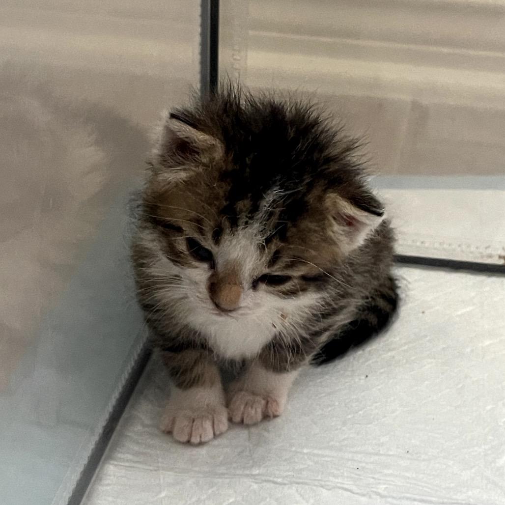 Enlarge Lux Ulta, a Adoptable Domestic Long Hair in Austin, TX image 3/6