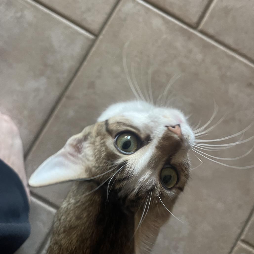 Enlarge Lux Ulta, a Adoptable Domestic Long Hair in Austin, TX image 4/6