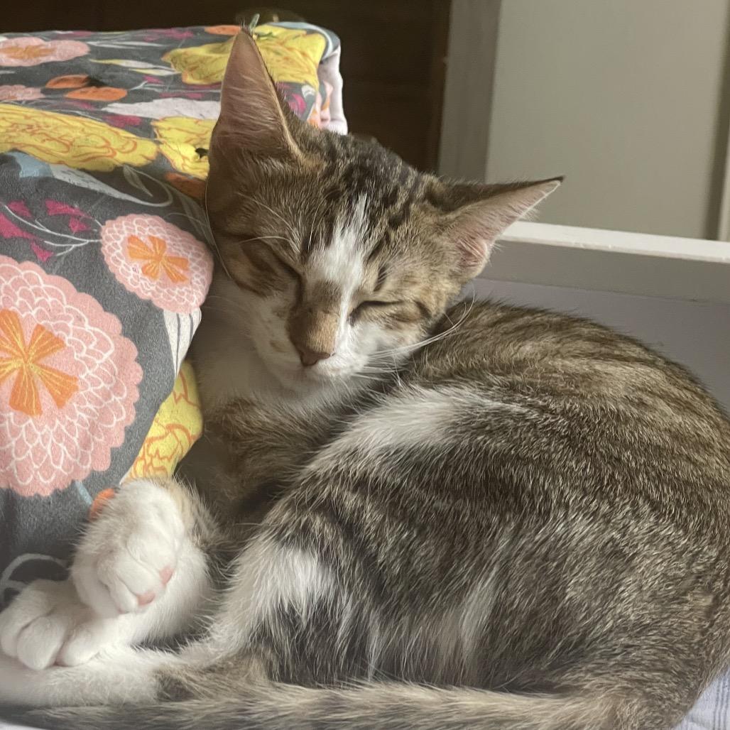 Enlarge Lux Ulta, a Adoptable Domestic Long Hair in Austin, TX image 5/6