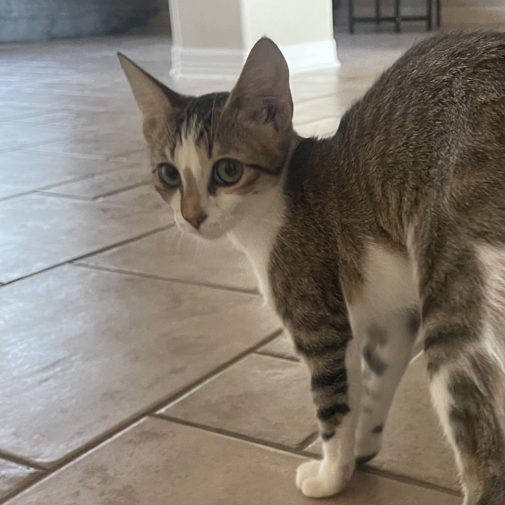 Enlarge Lux Ulta, a Adoptable Domestic Long Hair in Austin, TX image 6/6