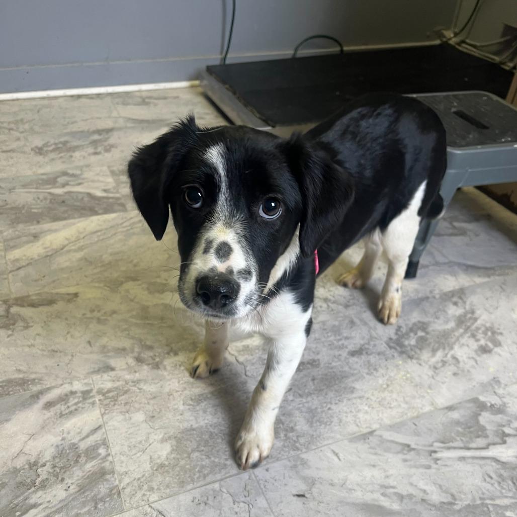 Dimples, Adoptable, Young Female Spaniel.