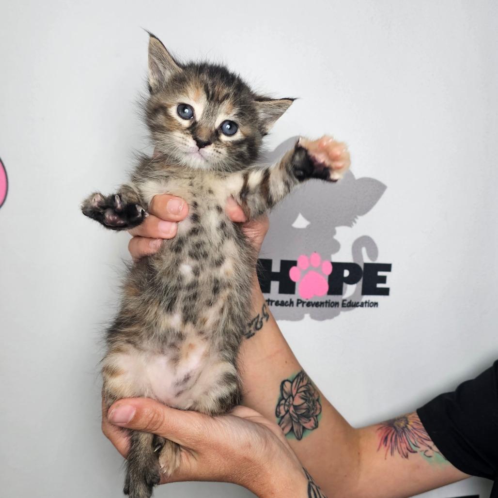 Brisket, Adoptable, Kitten Female Domestic Short Hair & Domestic Short Hair.