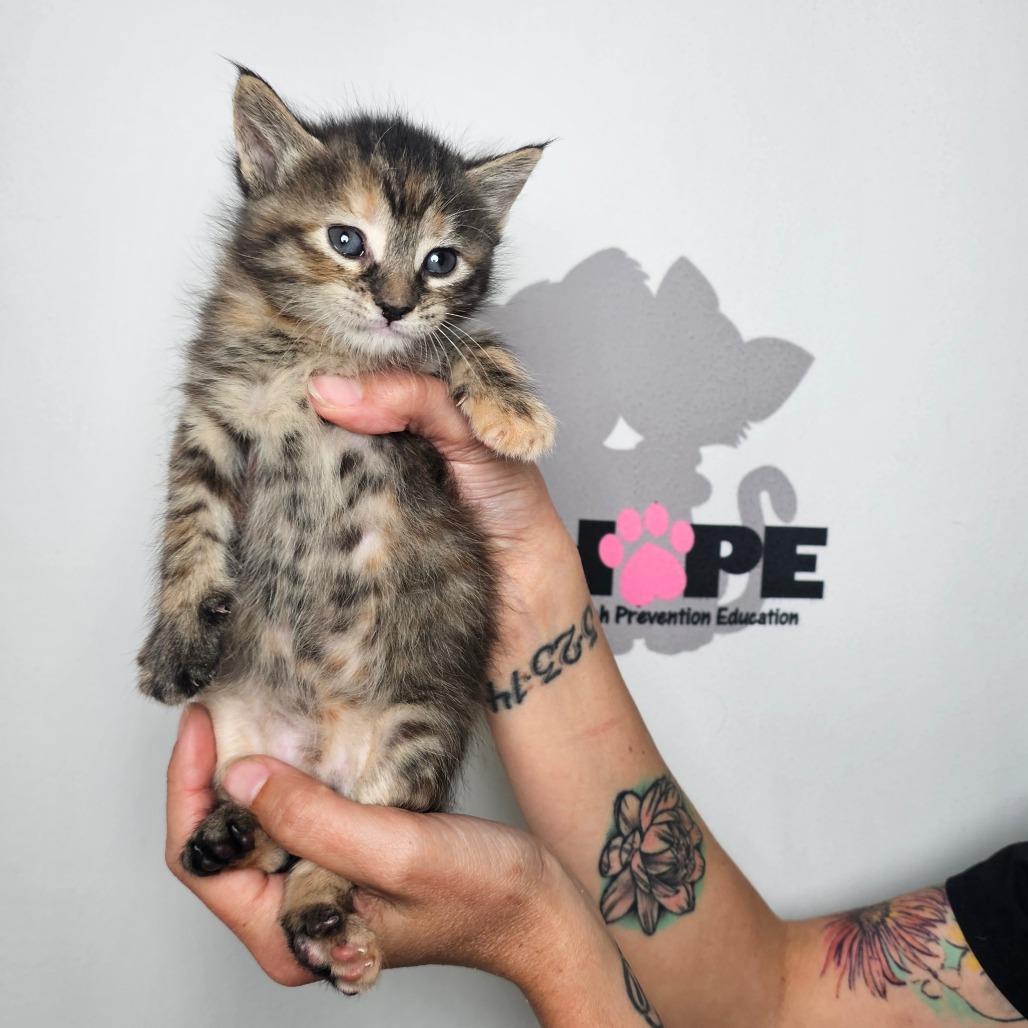 Brisket, a Adoptable mixed breed in Milton, FL image 3/5