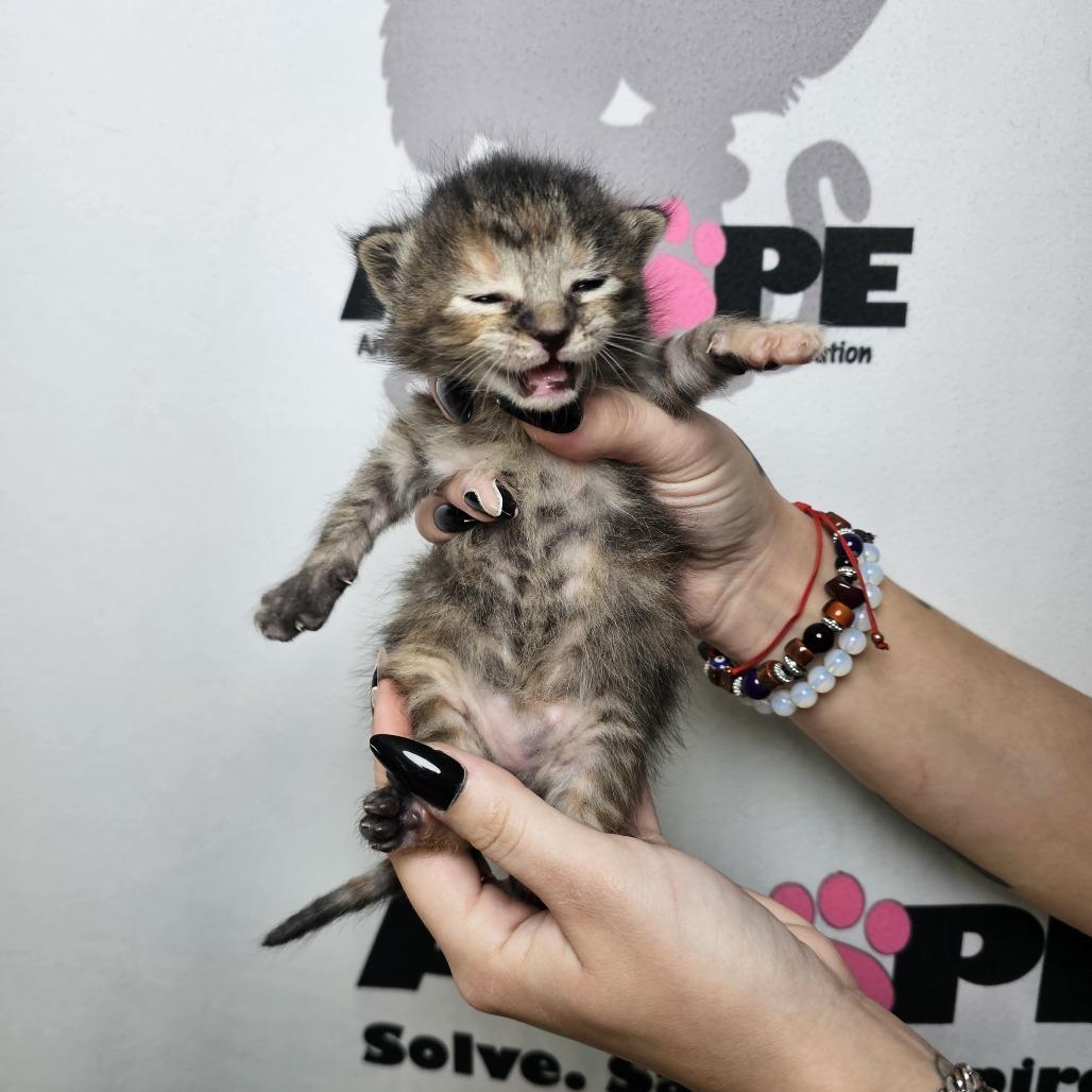 Brisket, a Adoptable mixed breed in Milton, FL image 2/2