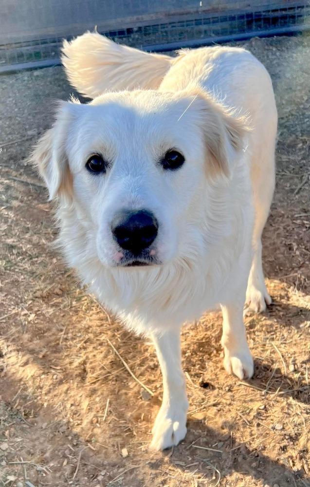 Curly, Adoptable, Adult Male Great Pyrenees.