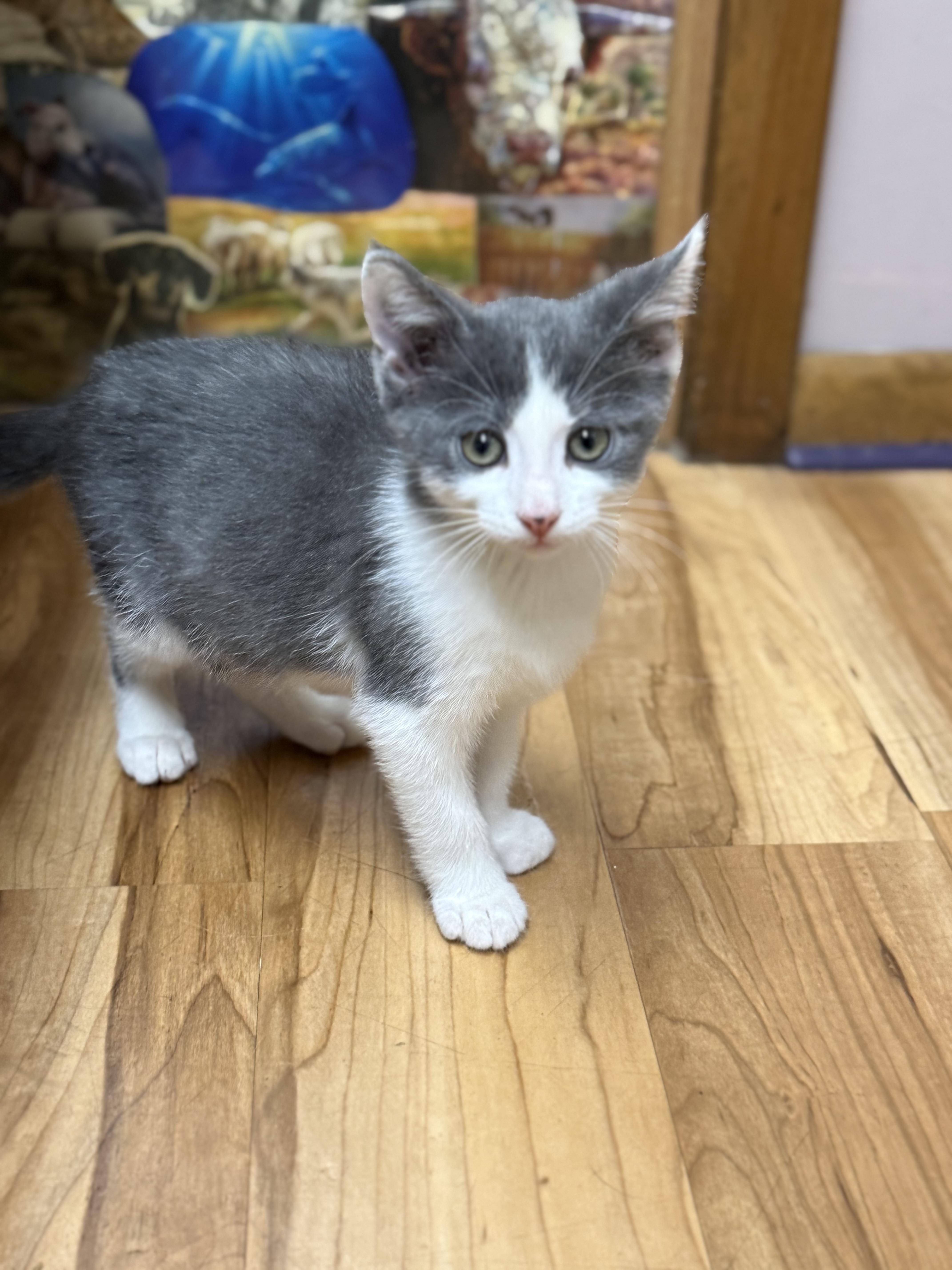 Grayson, Adopted, Young Male Domestic Short Hair.