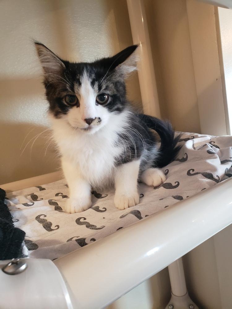 Haze, Adoptable, Kitten Male Domestic Long Hair.