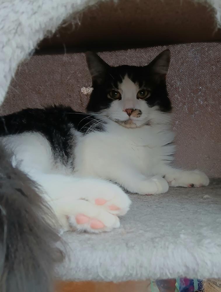 Enlarge Haze, a Adoptable mixed breed in Challis, ID image 2/5