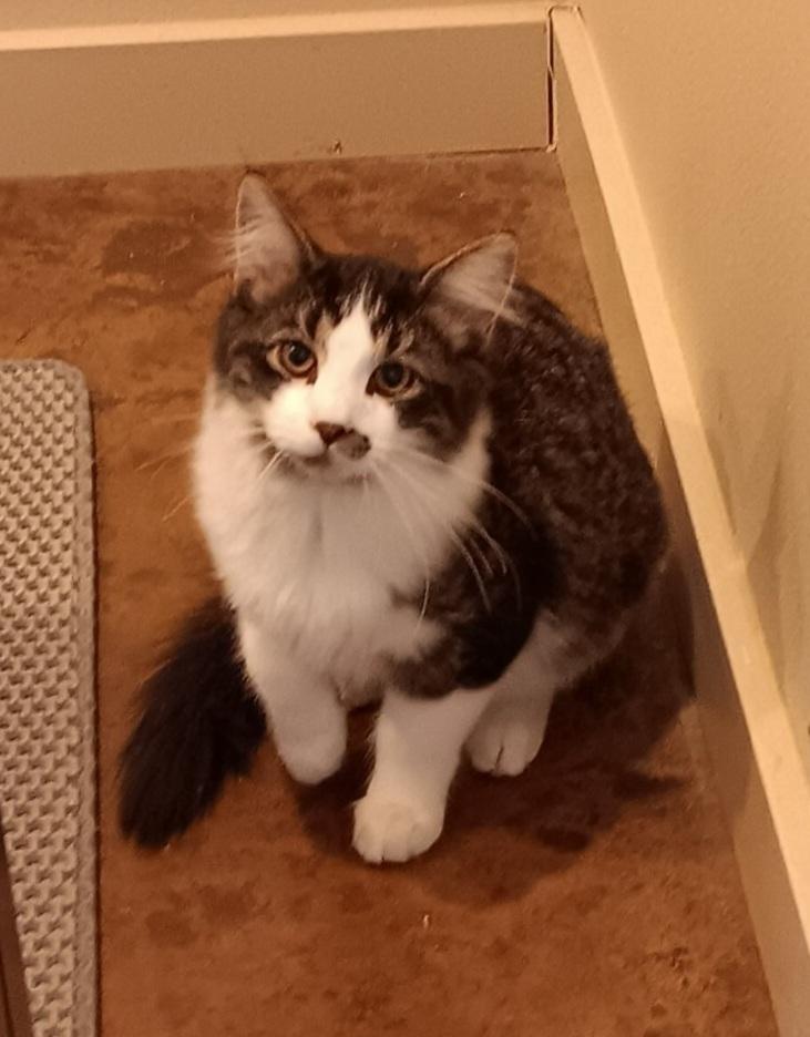 Enlarge Haze, a Adoptable mixed breed in Challis, ID image 3/5