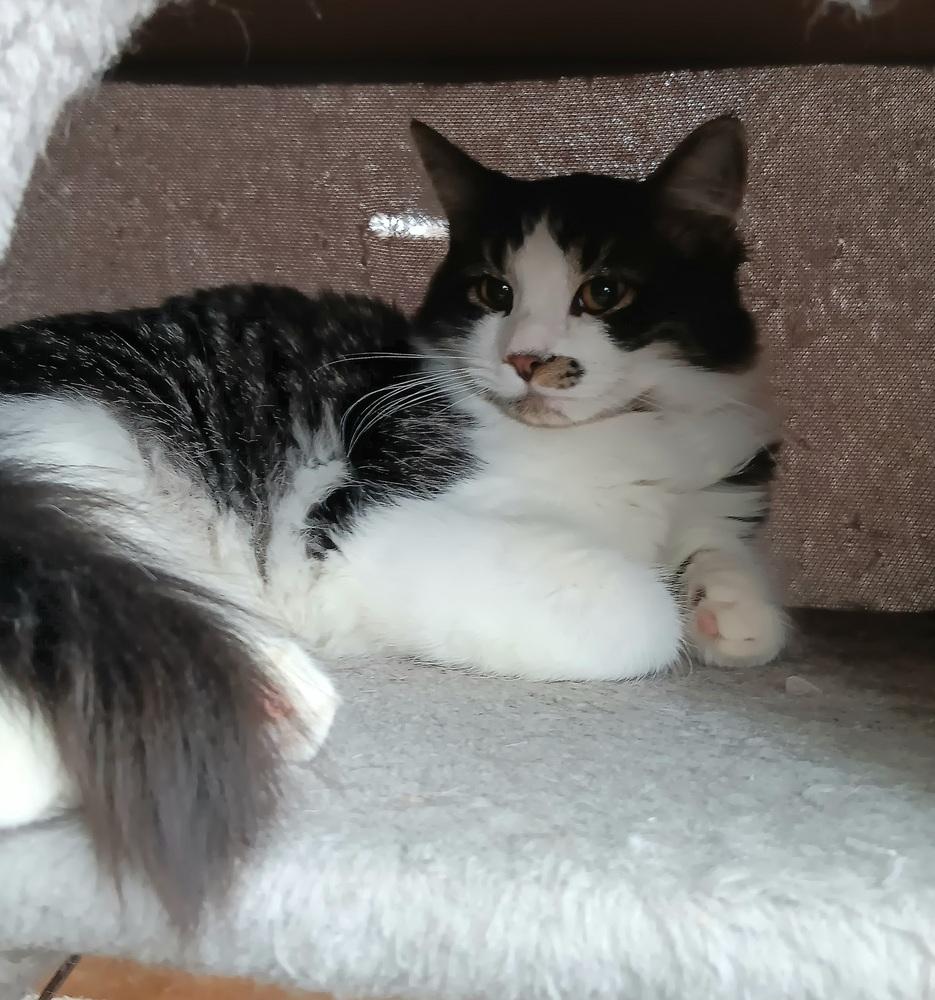 Enlarge Haze, a Adoptable mixed breed in Challis, ID image 4/5