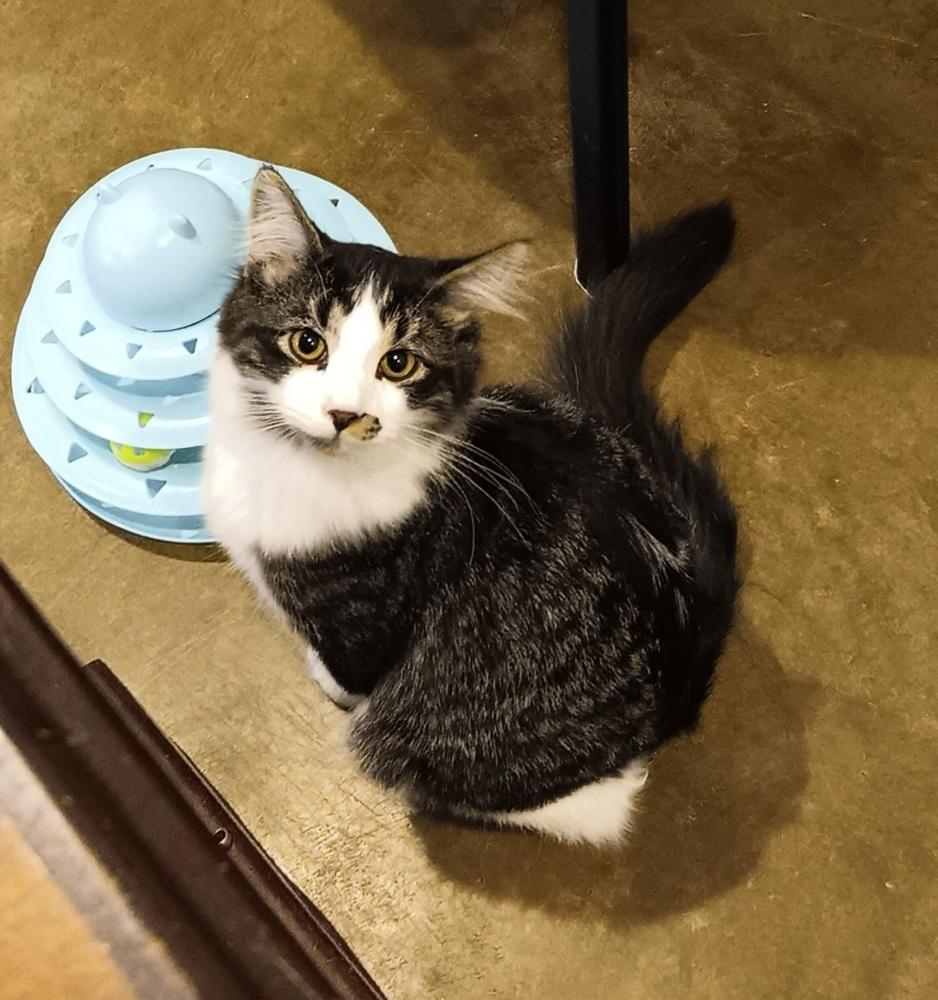 Enlarge Haze, a Adoptable mixed breed in Challis, ID image 5/5