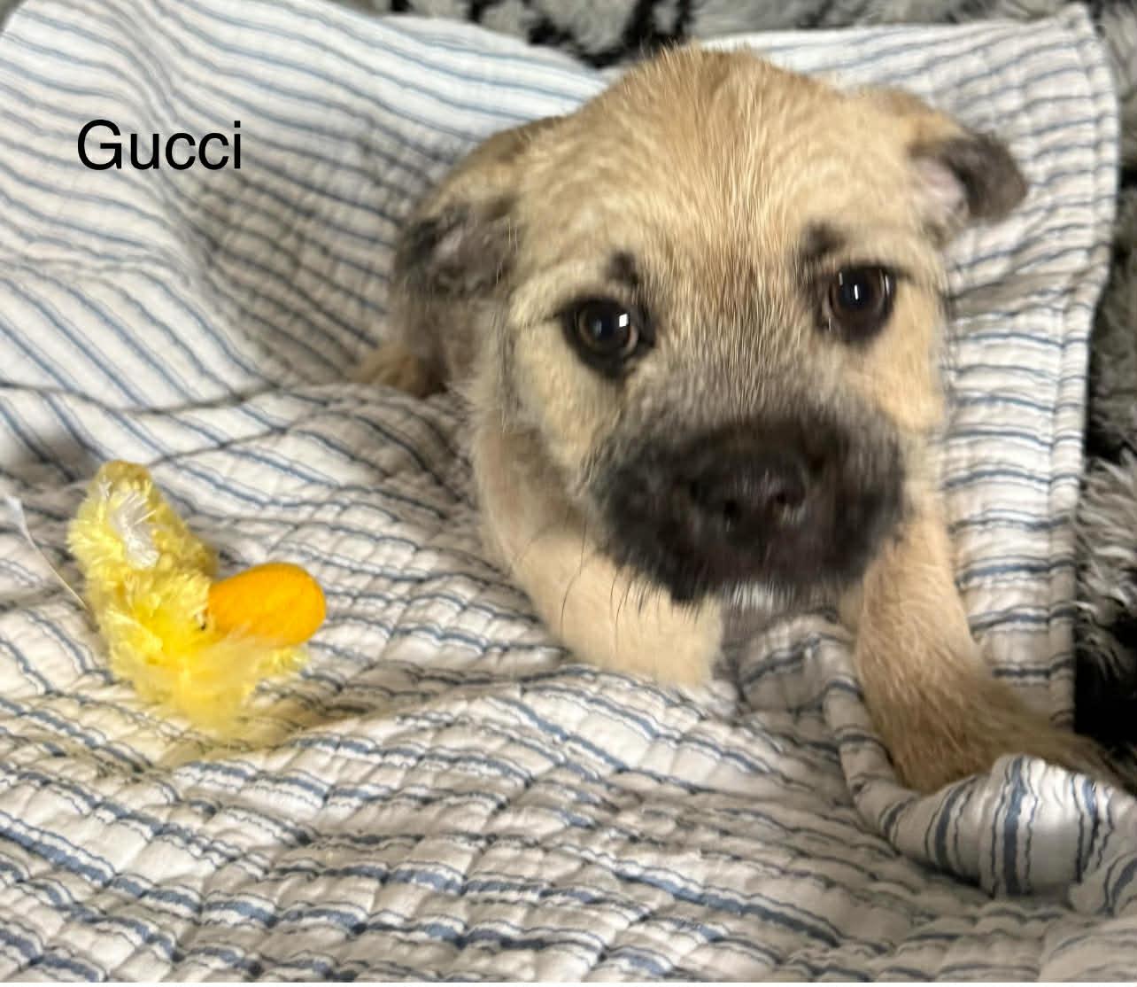 Gucci, an adopted mixed breed in Saginaw, MI image 1/3