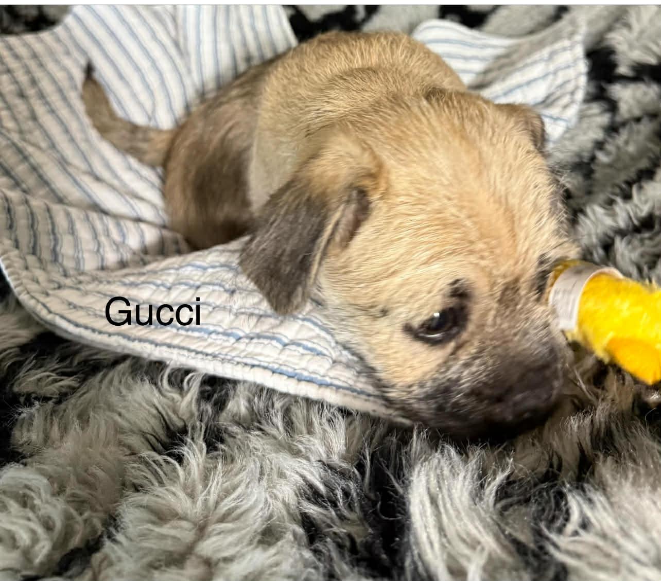Gucci, an adopted mixed breed in Saginaw, MI image 2/3