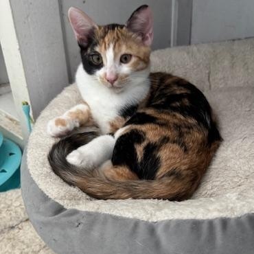 Cleo (6 months), a Adoptable Domestic Short Hair in Los Angeles, CA image 1/6