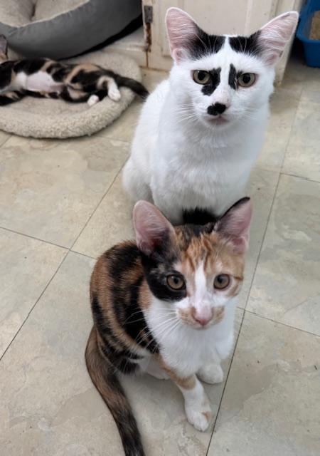 Cleo (6 months), a Adoptable Domestic Short Hair in Los Angeles, CA image 3/6