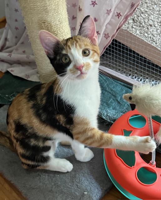 Cleo (6 months), a Adoptable Domestic Short Hair in Los Angeles, CA image 2/6