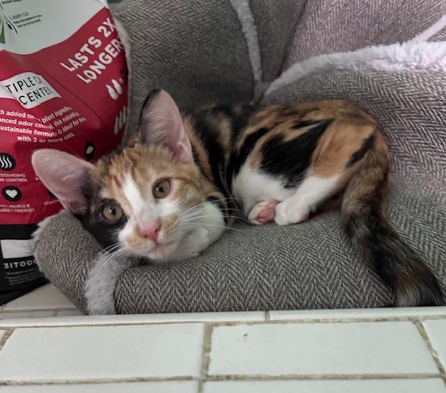 Cleo (6 months), a Adoptable Domestic Short Hair in Los Angeles, CA image 4/6