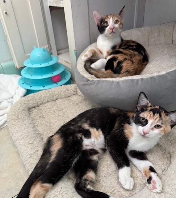 Cleo (6 months), a Adoptable Domestic Short Hair in Los Angeles, CA image 5/6