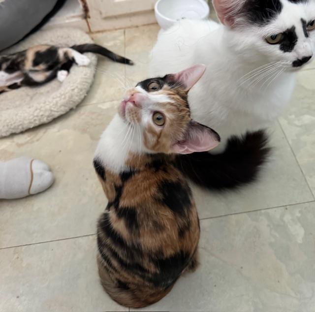 Cleo (6 months), a Adoptable Domestic Short Hair in Los Angeles, CA image 6/6