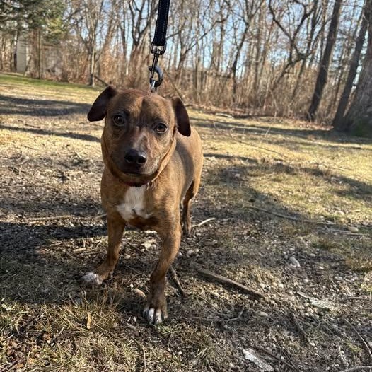 Paco, adopted, Adult Male Chihuahua.