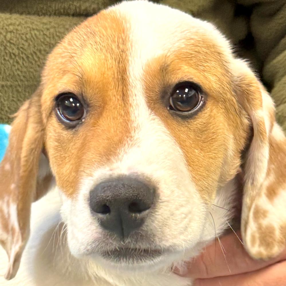 Enlarge DOM, a Adoptable Hound in La Grange, KY image 2/4