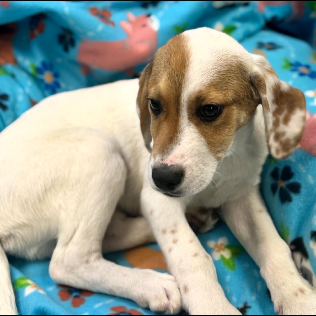 Enlarge DOM, a Adoptable Hound in La Grange, KY image 3/4