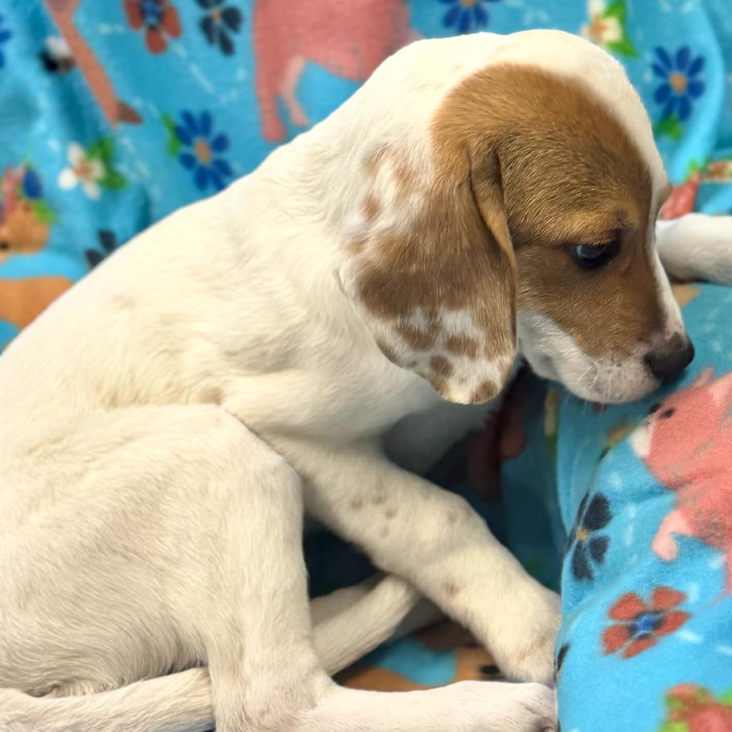 Enlarge DOM, a Adoptable Hound in La Grange, KY image 4/4