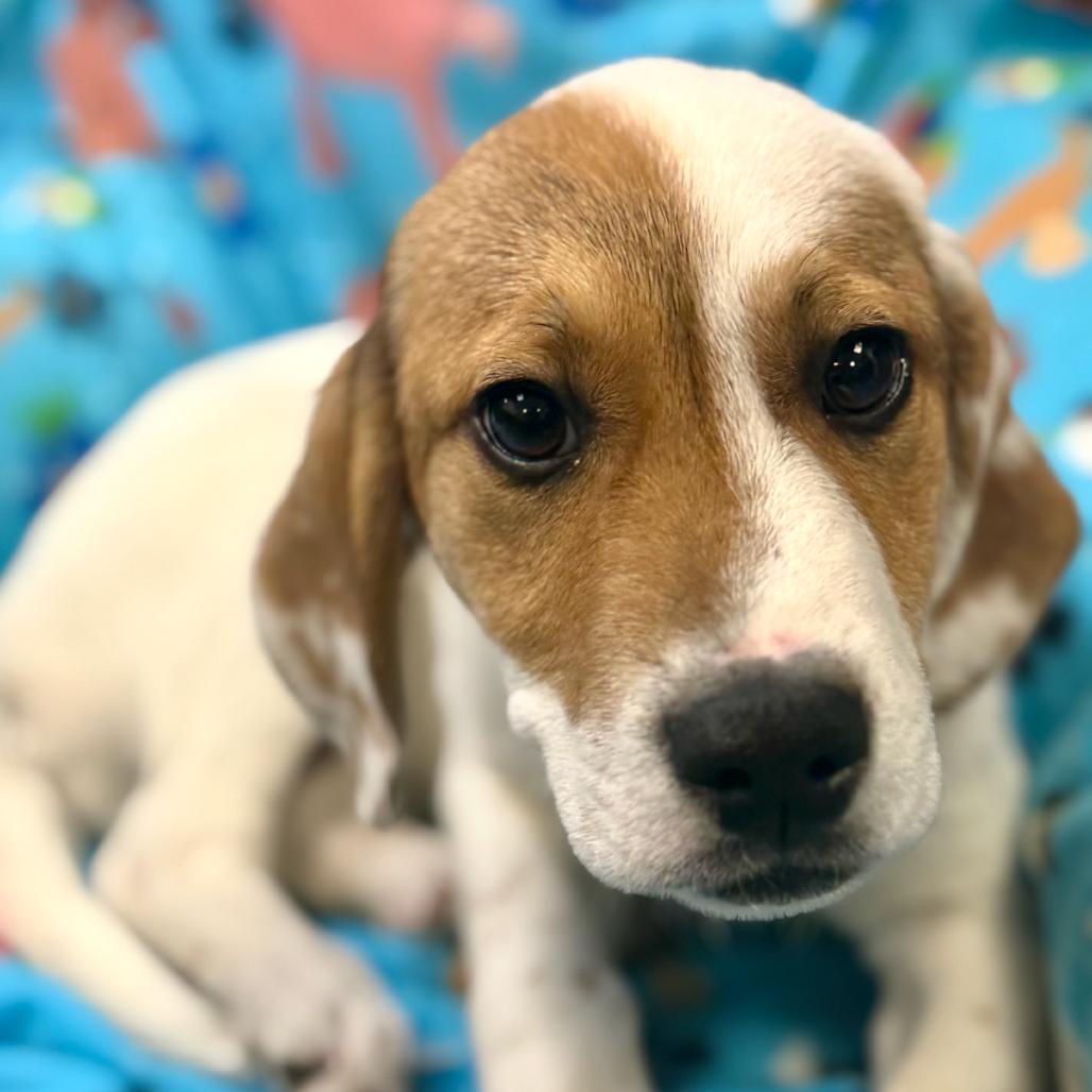 Enlarge DOM, a Adoptable Hound in La Grange, KY image 1/4