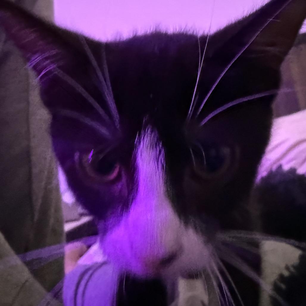 Minnie, Adoptable, Kitten Female Domestic Short Hair.