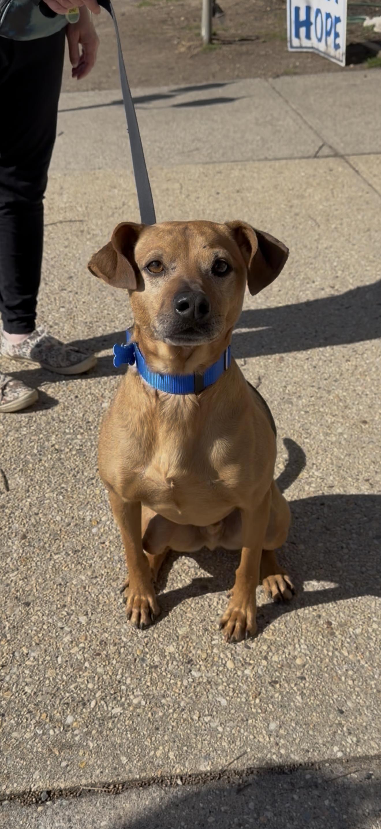 Enlarge Diesel, a ADOPTABLE mixed breed in Wantagh, NY image 1/1