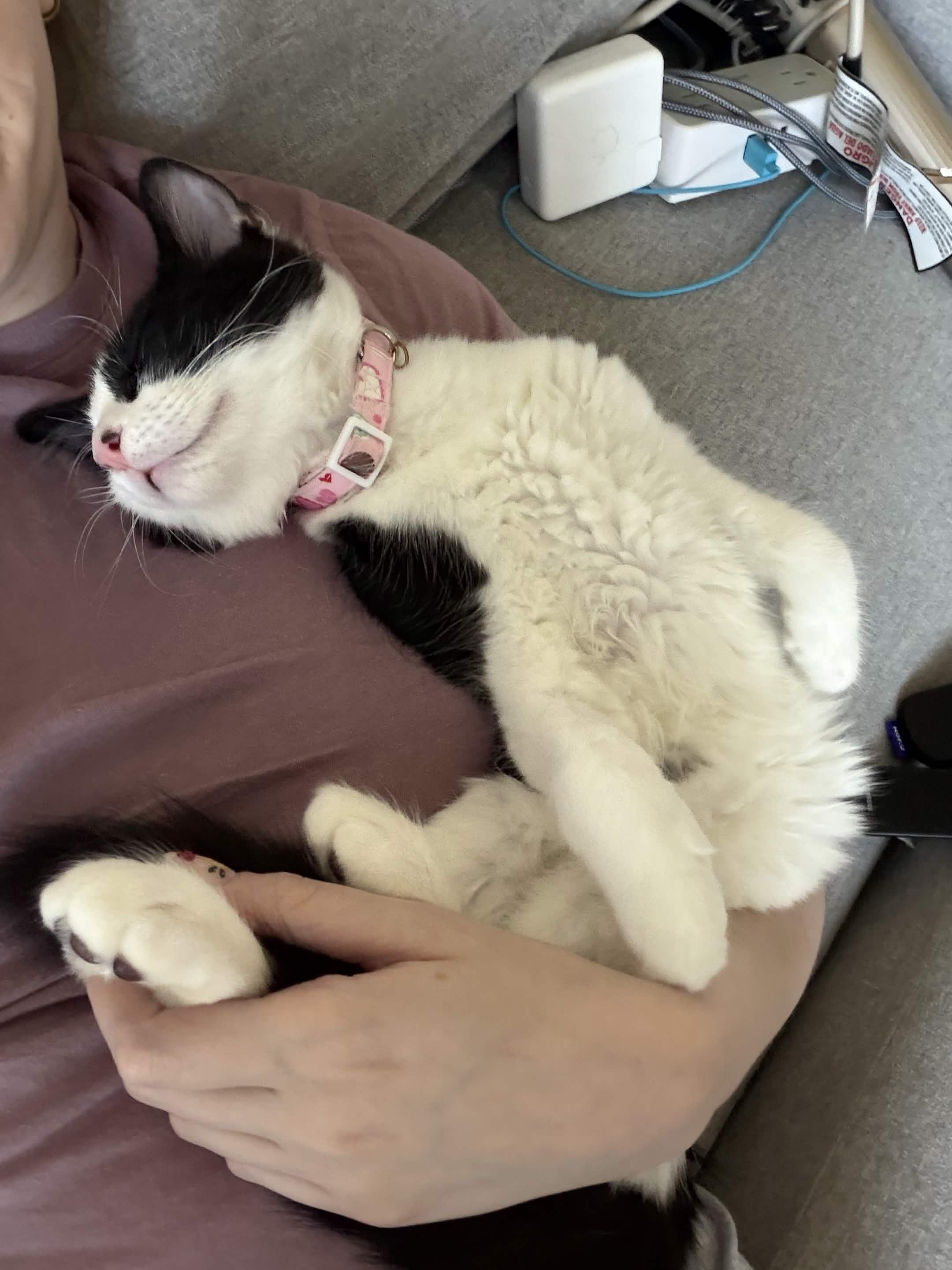 Cindy, a ADOPTABLE Domestic Short Hair in Weehawken, NJ image 4/6