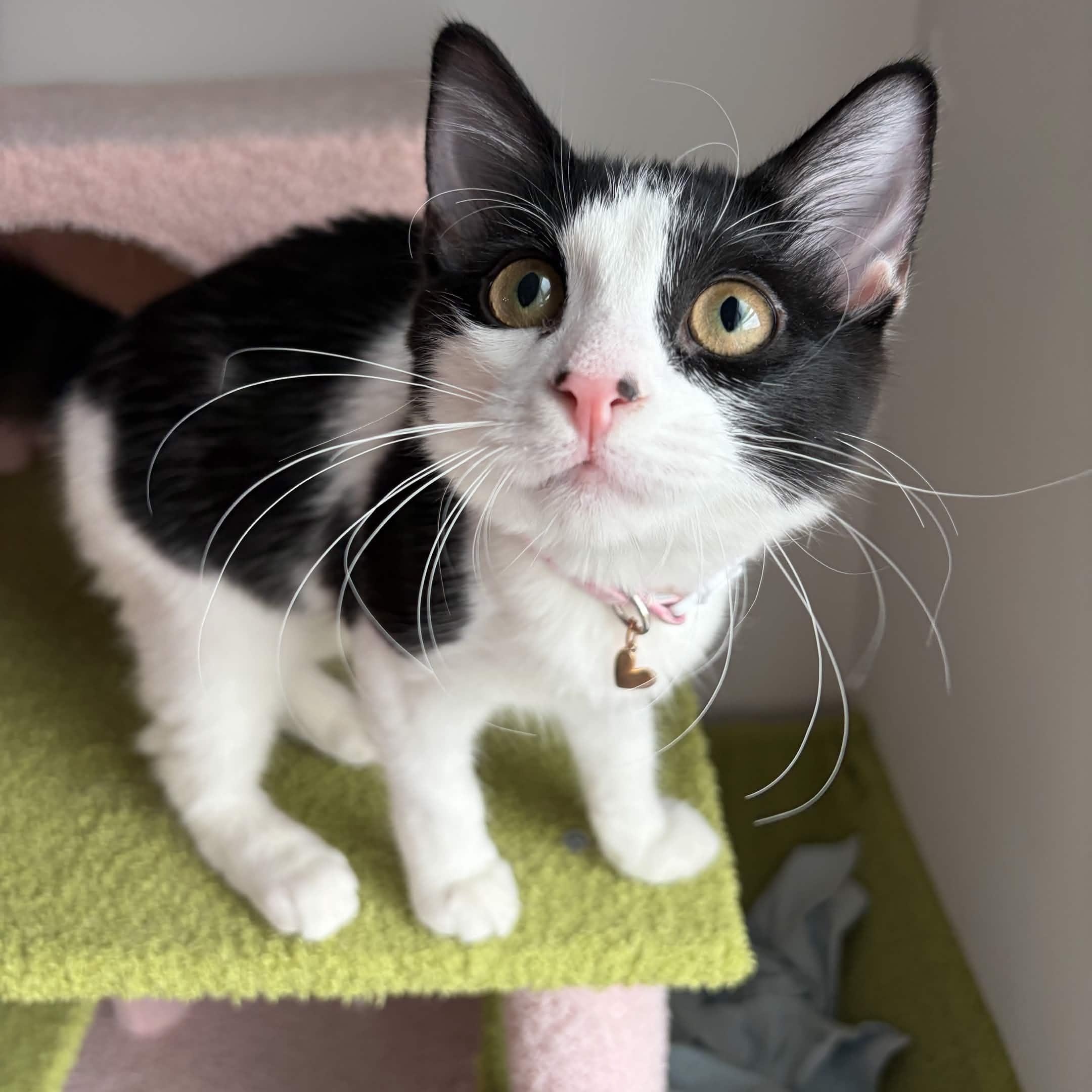 Cindy, ADOPTABLE, Kitten Female Domestic Short Hair.