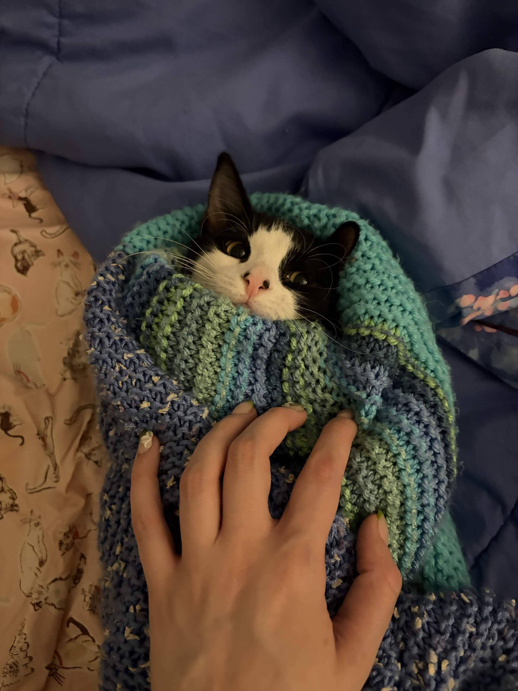 Cindy, a ADOPTABLE Domestic Short Hair in Weehawken, NJ image 6/6