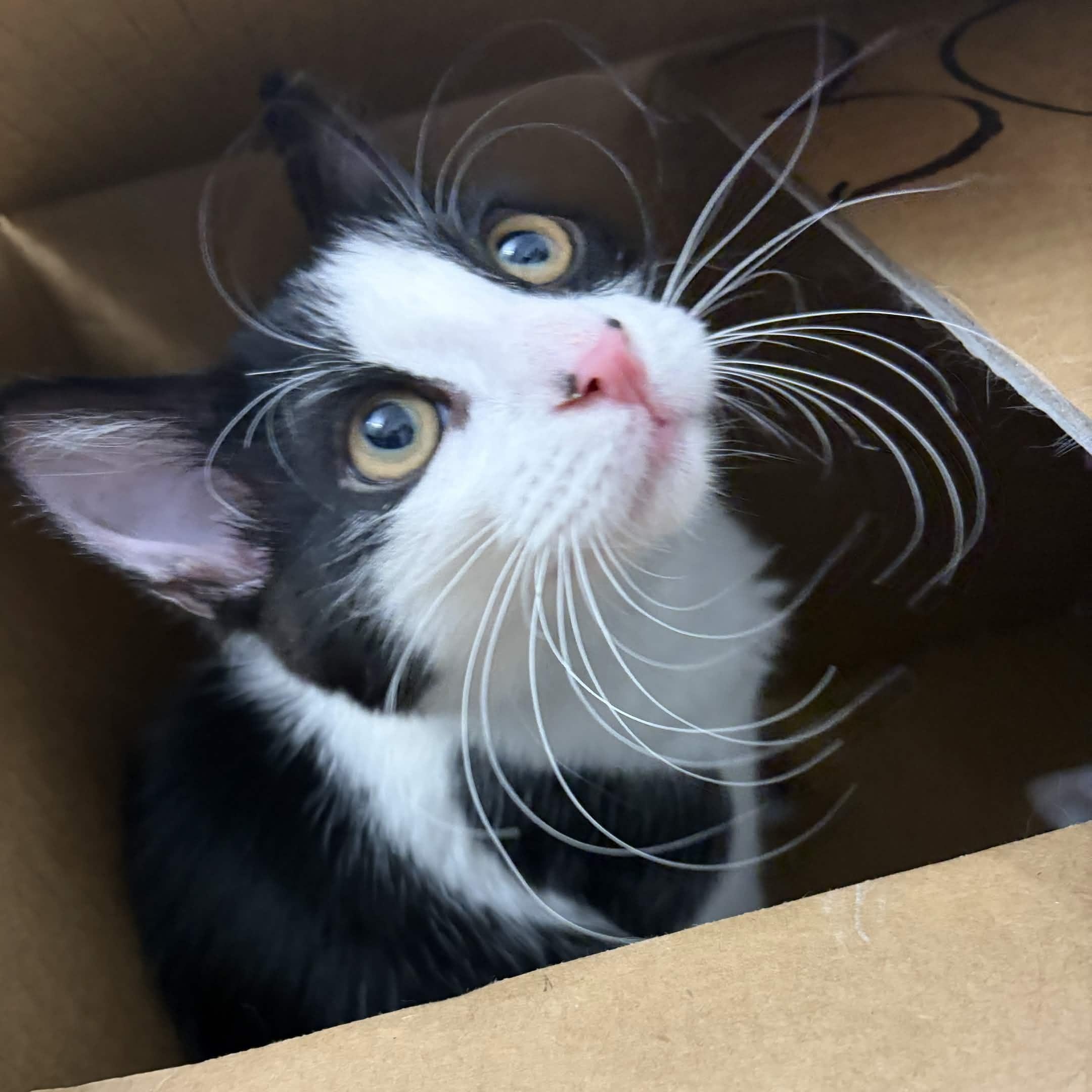Cindy, a ADOPTABLE Domestic Short Hair in Weehawken, NJ image 2/6