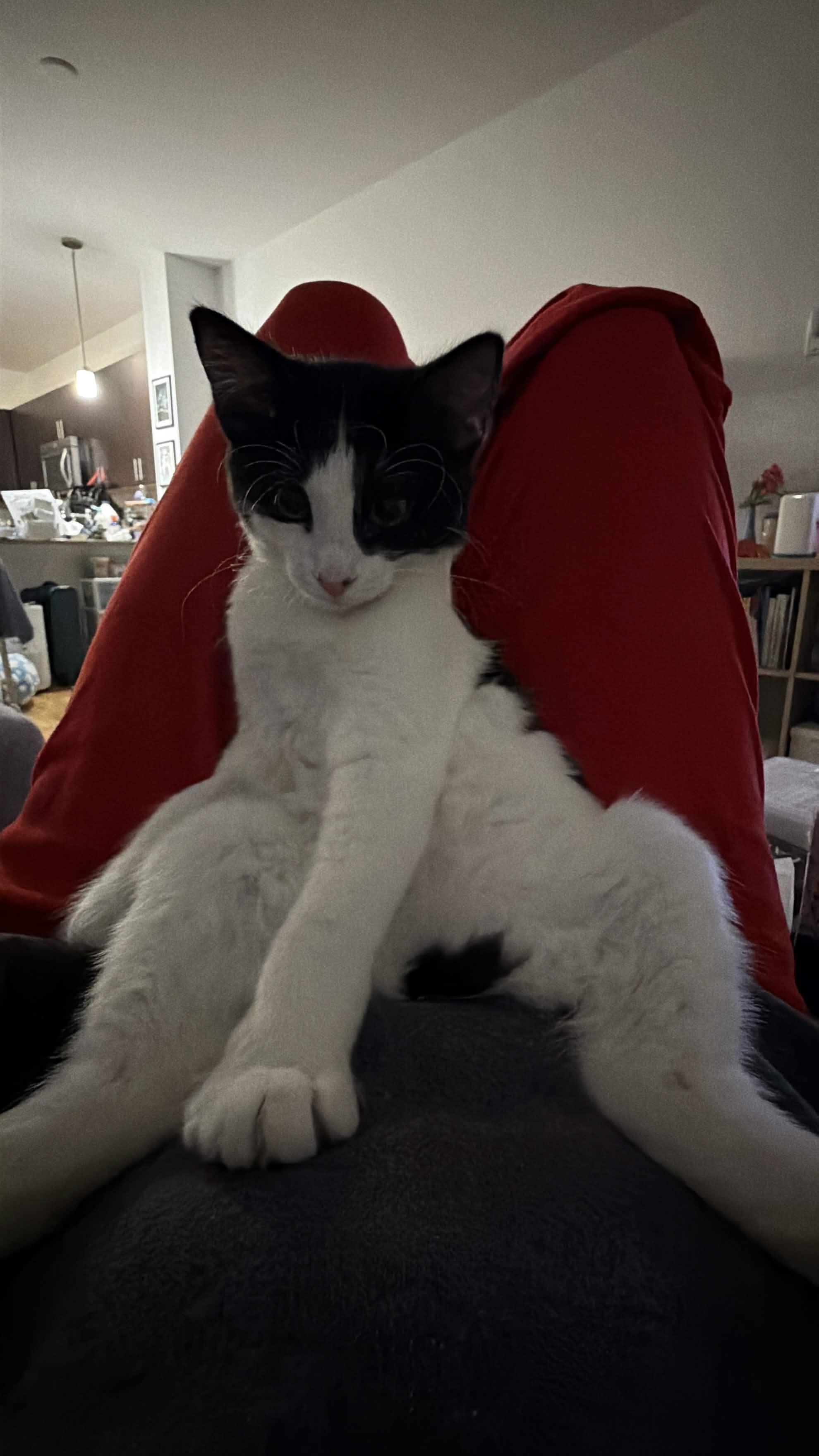 Cindy, a ADOPTABLE Domestic Short Hair in Weehawken, NJ image 3/6