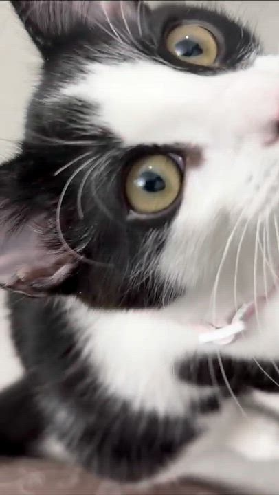 Enlarge Cindy, a ADOPTABLE Domestic Short Hair in Weehawken, NJ video 5/6