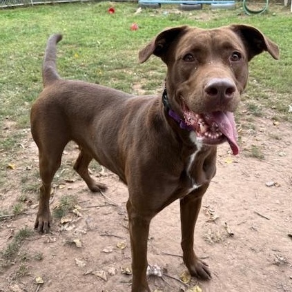 Gretchen, Adoptable, Adult Female Chocolate Labrador Retriever & Mastiff.