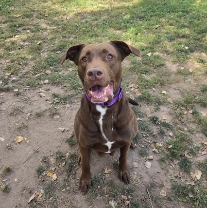 Enlarge Gretchen, a Adoptable mixed breed in Honesdale, PA image 4/5