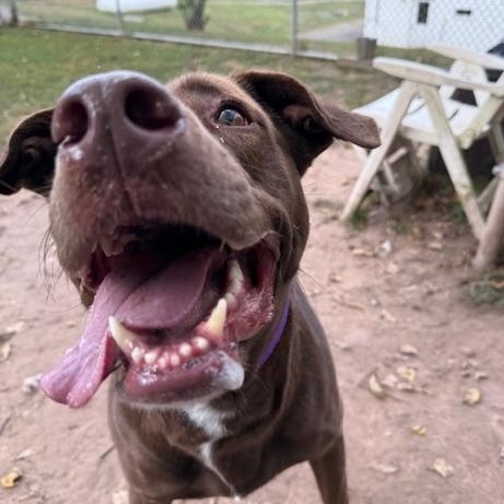 Enlarge Gretchen, a Adoptable mixed breed in Honesdale, PA image 5/5