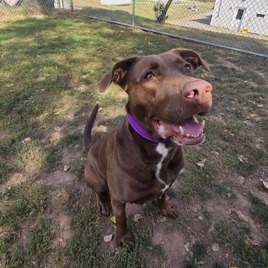Enlarge Gretchen, a Adoptable mixed breed in Honesdale, PA image 3/5
