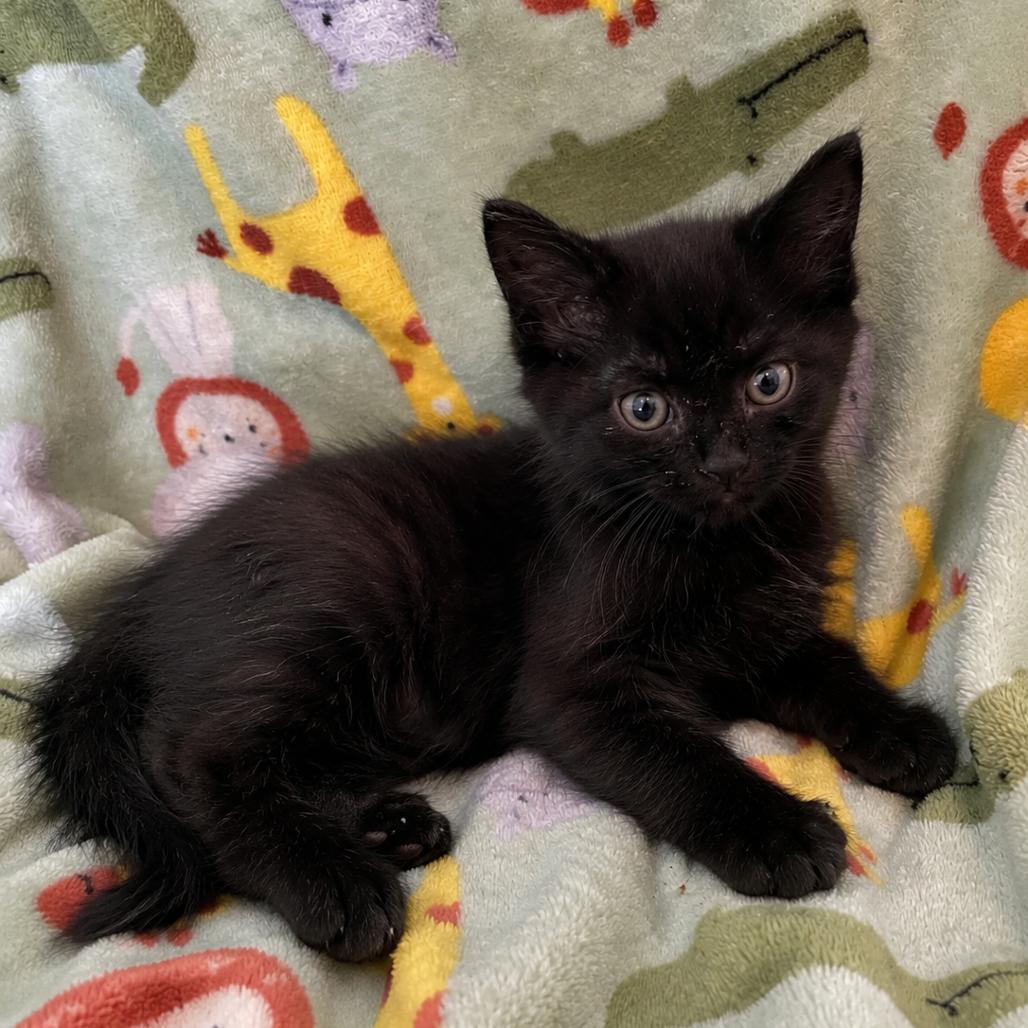 Mystic, Adoptable, Kitten Female Domestic Short Hair.