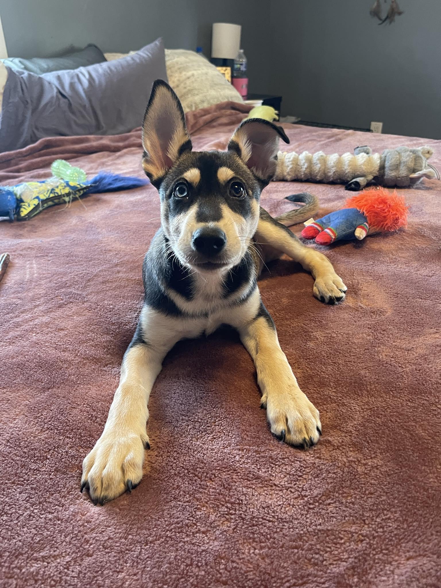 Enlarge Chomper, a Adoptable mixed breed in Bourbonnais, IL image 1/5
