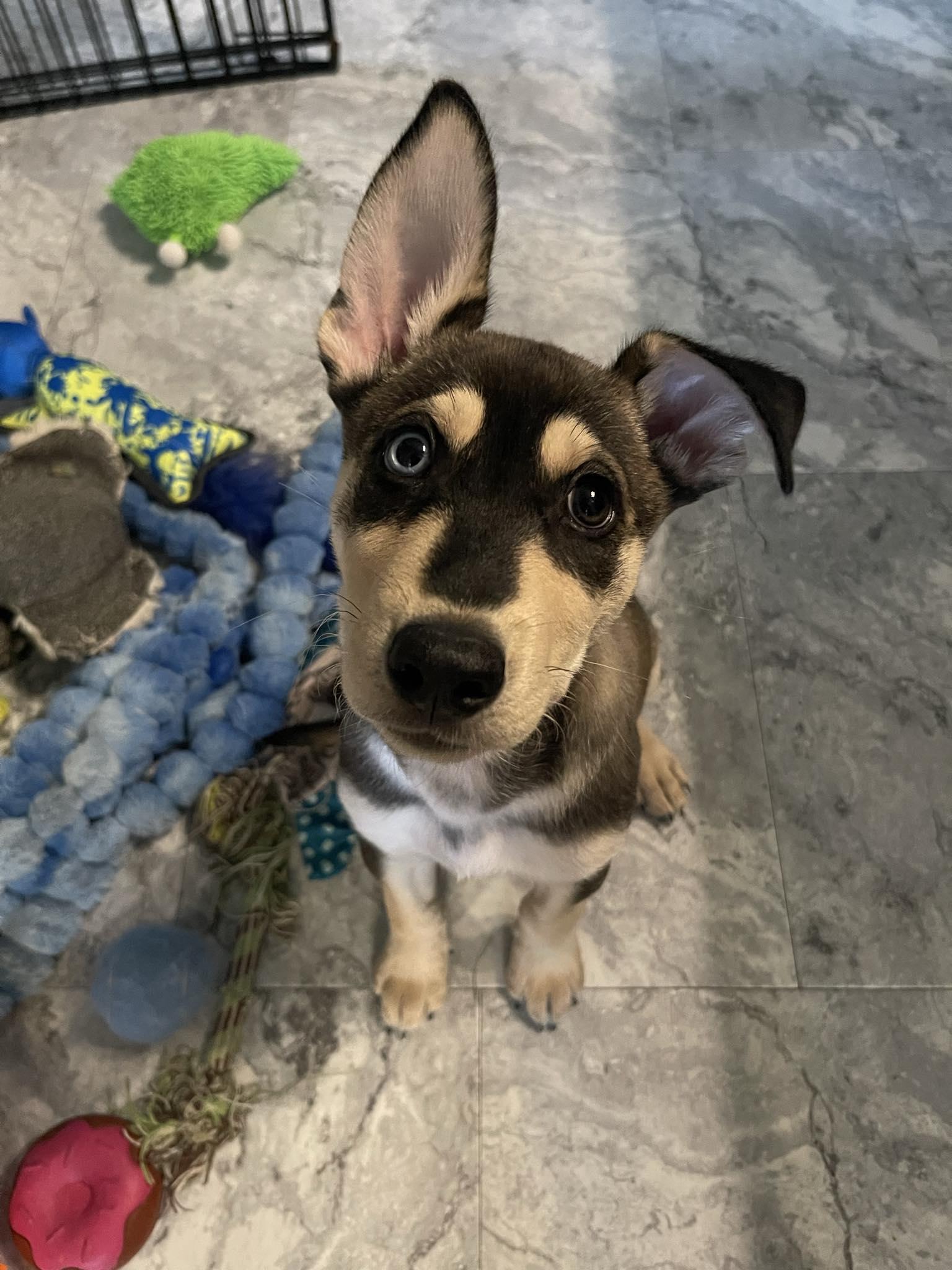Enlarge Chomper, a Adoptable mixed breed in Bourbonnais, IL image 5/5