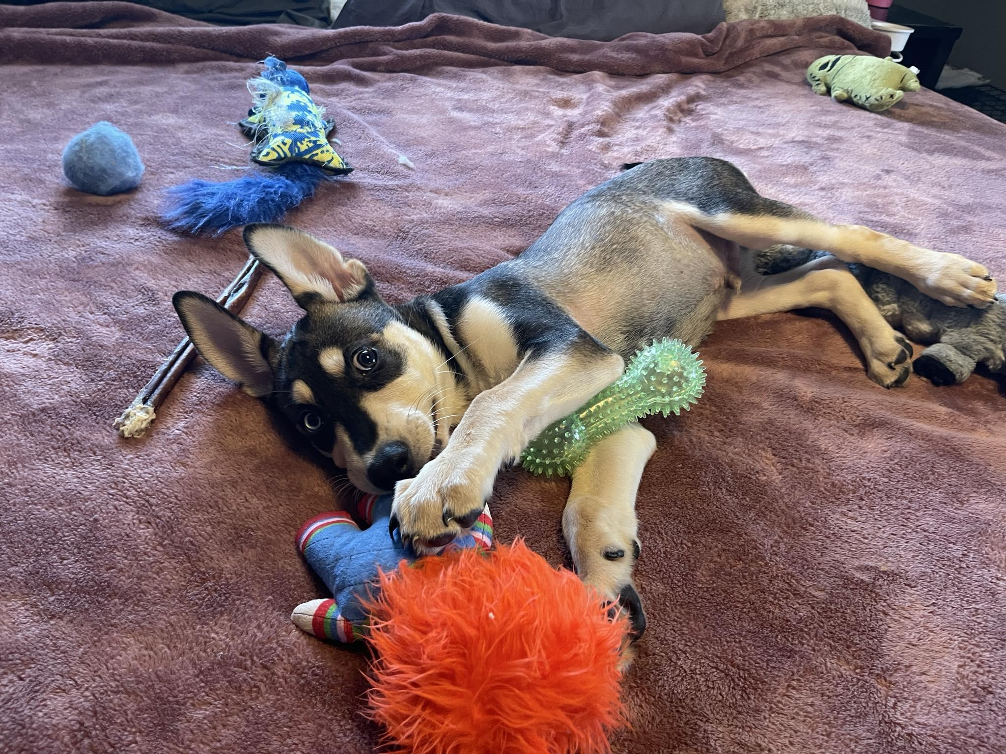 Enlarge Chomper, a Adoptable mixed breed in Bourbonnais, IL image 2/5