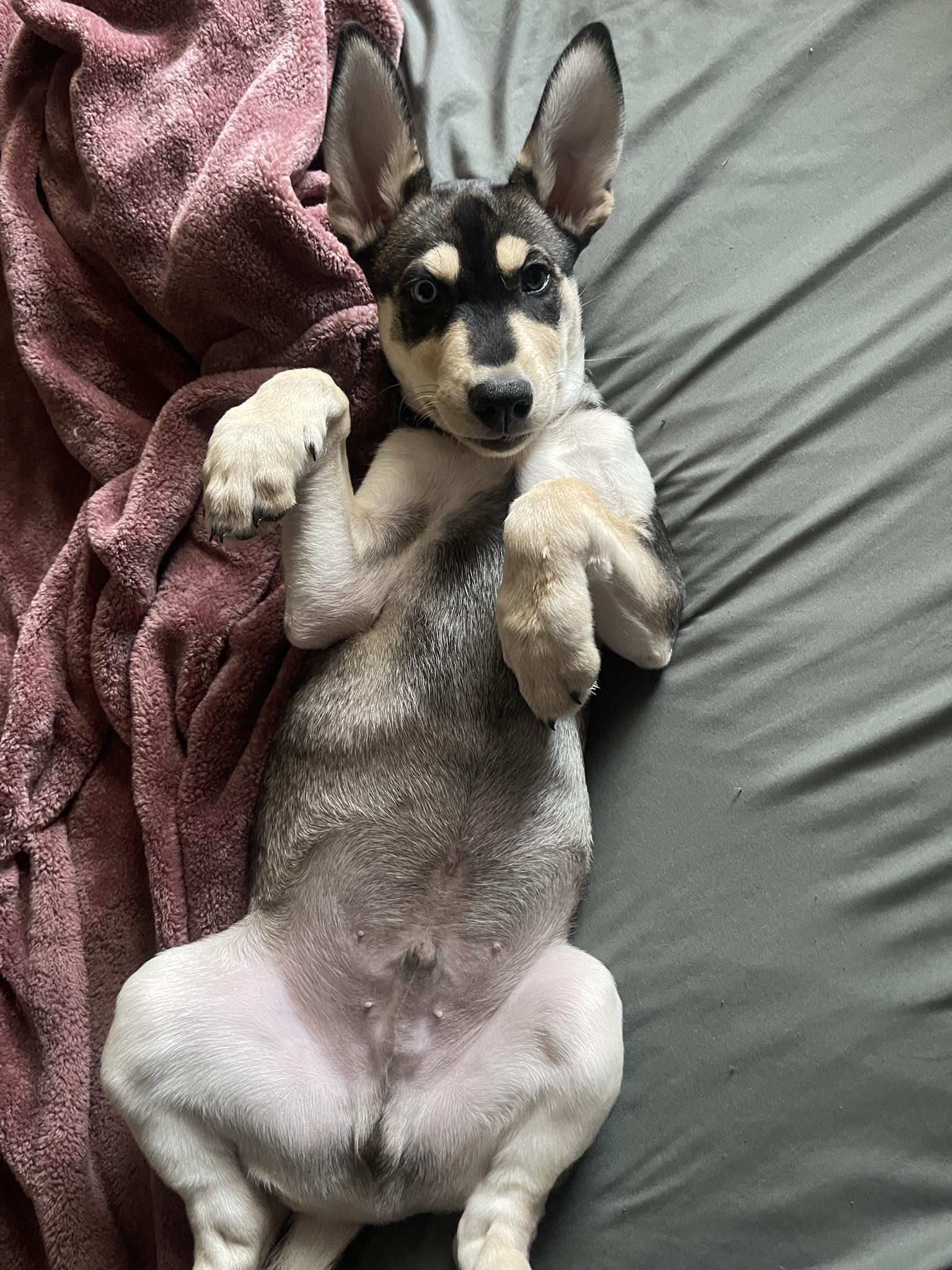 Enlarge Chomper, a Adoptable mixed breed in Bourbonnais, IL image 3/5