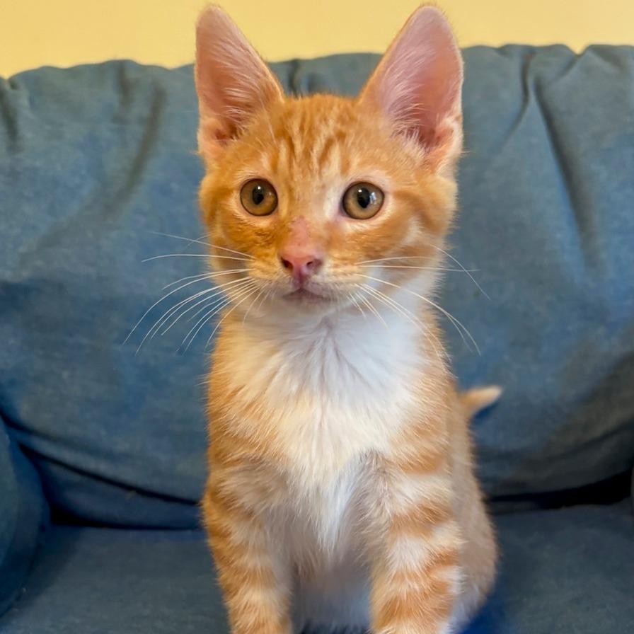 Enlarge Cheetah, a Adoptable Domestic Short Hair in Fayetteville, GA image 1/3