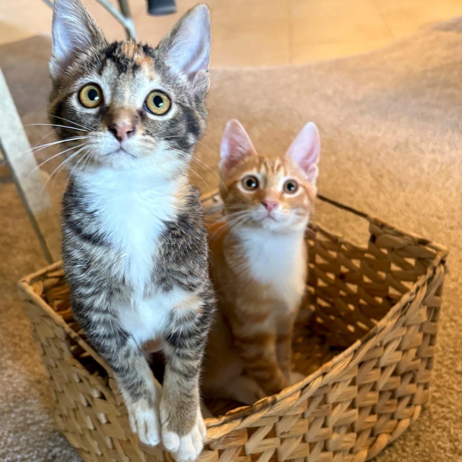 Enlarge Cheetah, a Adoptable Domestic Short Hair in Fayetteville, GA image 3/3